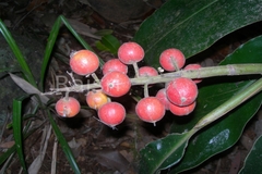 Alpinia malaccensis